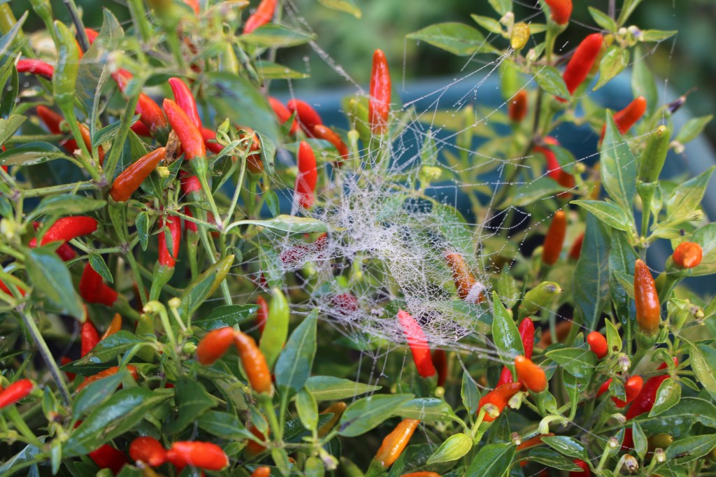 This image has an empty alt attribute; its file name is img_5092.jpg